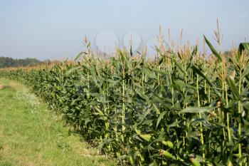 A field full of Maize almost ready to harvest