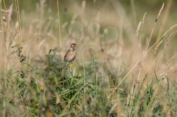Eurasian skylark (Alauda Arvensis) perched on a stalk by a field in late summer