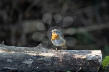 Robin standing on a log in the late summer sunshine