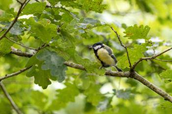 Great Tit resting in the verdant canopy of late summer