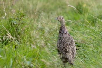 Female Pheasant walking across a field in East Grinstead