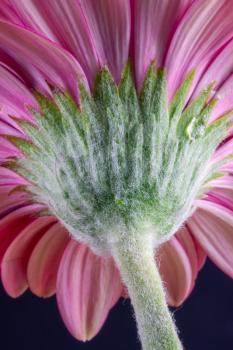 The Underside of a vibrant pink Gerbera flower(Asteraceae)