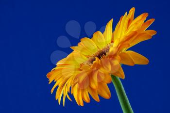 Single Golden Gerbera flower in full bloom against a blue backdrop