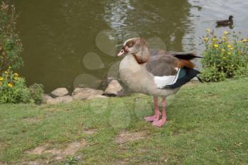 Egyptian Goose (alopochen aegyptiacus) by the lakeside