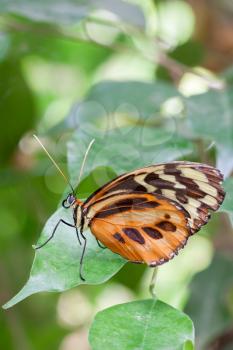 Large Tiger Butterfly (Lycorea cleobaea) resting on a leag