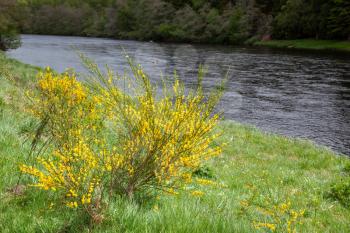 Common Gorse (Ulex europaeus) floweing by a Sottish river