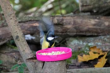 Great Tit looking for food in a plastic lid filled with seed