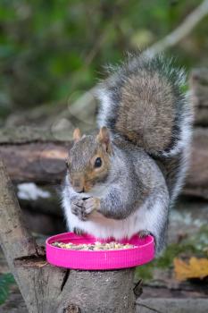 Grey Squirrel (Sciurus carolinensis) eating seed from a pink plastic jar lid