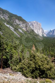 Forested valley in Yosemite on a Summer's Day