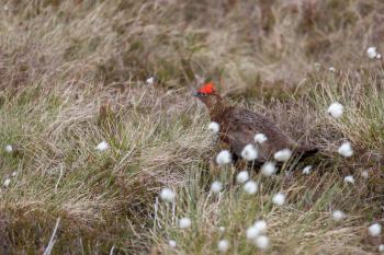 Male Red Grouse (Lagopus lagopus) walking through the cottongrass