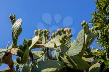 Prickly Pears (Opuntia) growing in the Californian sunshine