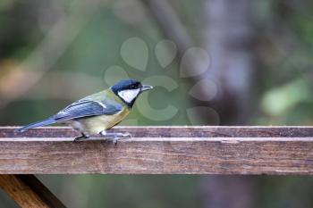 Great Tit looking for food on a wooden tray filled with seed