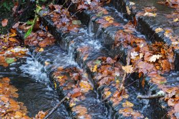 Autumn leaves caught on a small weir in the Ashdown Forest