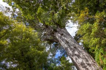 Kauri Tree (Agathis australis) in North Island of New Zealand