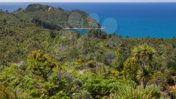 Forested coastline near Hahei in New Zealand