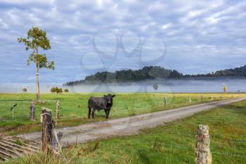 Black bull in a field in New Zealand