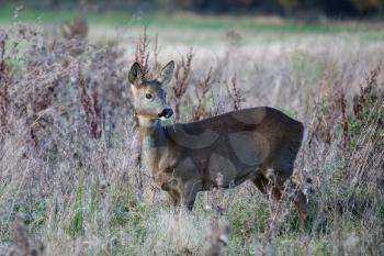 Female European Roe Deer (Capreolus capreolus) in a field of scrub