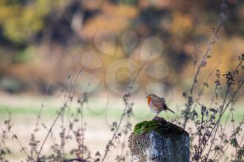 Robin looking alert perched on an old fence post on an autumn day