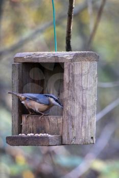 Nuthatch foraging for seed from a wooden bird box