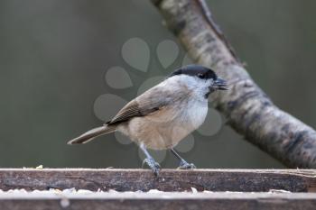 Blackcap (Sylvia atricapilla) foraging for food on a wooden seed tray
