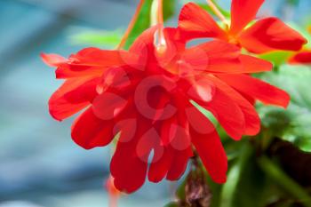 Red trailing Begonia flowers in bloom in New Zealand