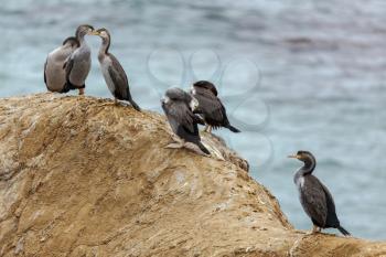 Spotted Shags (Phalacrocorax punctatus) on a rocky outcrop in New Zealand