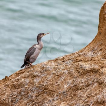 Spotted Shag (Phalacrocorax punctatus) on a rocky outcrop in New Zealand
