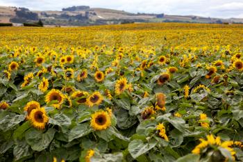 A field full of Sunflowers (Helianthus annuus) in New Zealand