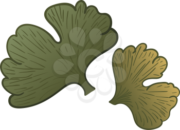 Green leaves of ginkgo biloba tree illustration.