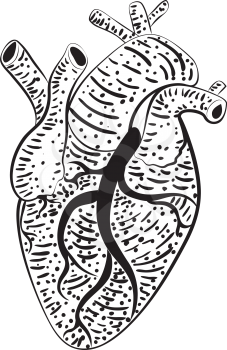 Stylized human heart design, grunge illustration over white.
