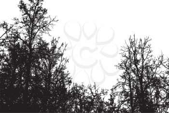 Grunge crooked tree branches without leaves, black silhouettes on white.