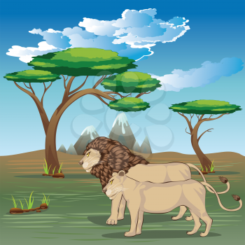 African savannah landscape with couple of lions.