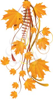 Autumn ornament with orange maple leaves on white background.