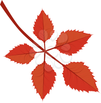 Branch of bright red autumn leaves on white background.