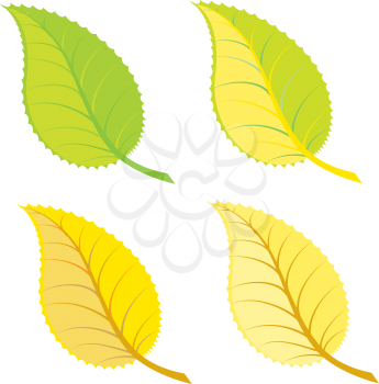 Set of colorful bright autumn leaves on white background.