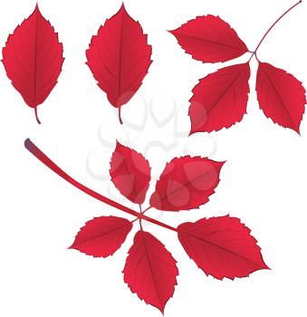 Colorful autumn leaves on branch over white background illustration.