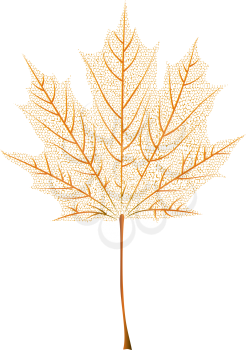 Autumn orange maple leaf skeleton on white background.