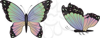 Abstract colorful butterfly illustration on white background.