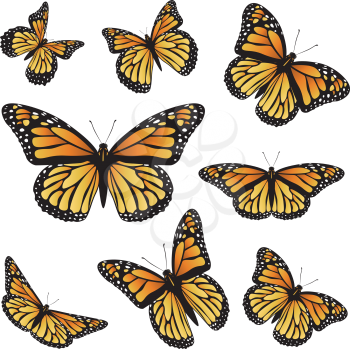 Collection of an orange monarch butterfly, different views.