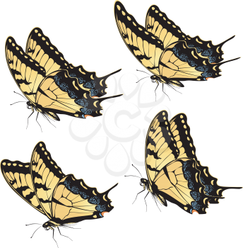 Black yellow tiger swallowtail, big machaon butterfly illustration.
