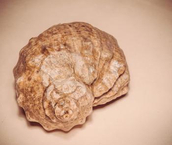 Natural big decorative brown seashell, close up photo with vintage color effect.