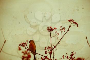 Cute colorful eurasian bullfinch eating red berries of mountain ash, paper textured background.