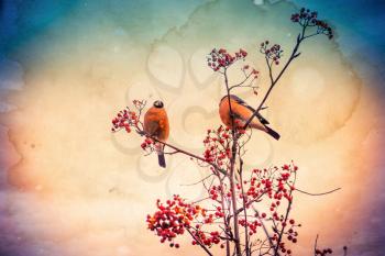 Cute colorful eurasian bullfinch eating red berries of mountain ash, paper textured background.
