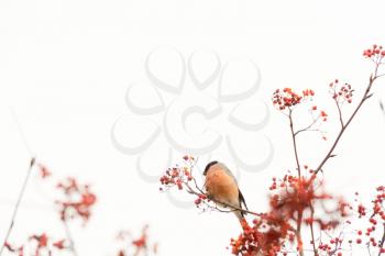 Cute colorful eurasian bullfinch eating red berries of mountain ash.