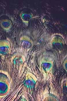 Exotic multicolored peacock feather, abstract filtered macro background.