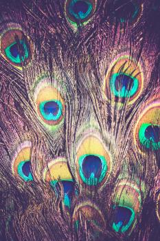 Exotic multicolored peacock feather, abstract filtered macro background.
