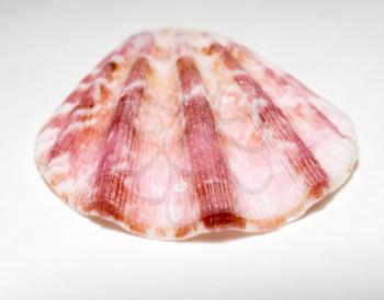 Brown and white scallop seashell, close up background.