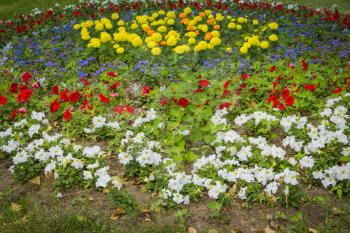 Bright colorful flower garden with various flowers close up.