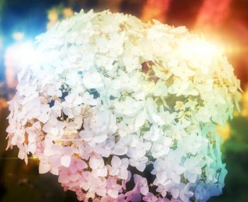 White inflorescence of white hydrangea, rainbow colors close up floral background.