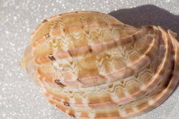 Decorative brown sea shell close up background.
